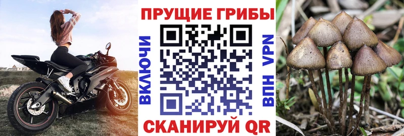 где продают   Владикавказ  Галлюциногенные грибы MAGIC MUSHROOMS 